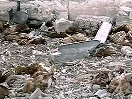 העופות שמתו (צילום: הטלוויזיה הסורית)