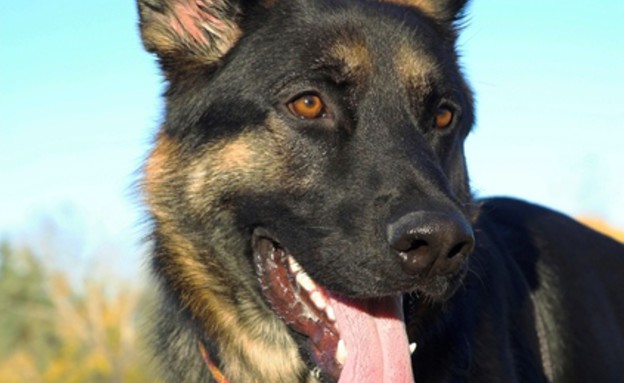 כלב משטרה (צילום: Thinkstock)