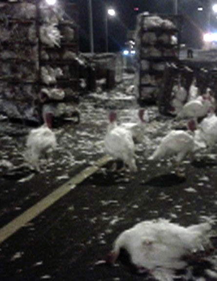 התעללות עובדי זוגלובק בתרנגולות (צילום: חדשות 2)