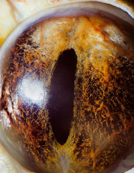 עיניים של חיות - פיתון מרושת (צילום: dailymail.co.uk)