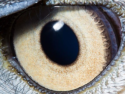 עיניים של חיות - דיה מצויה (צילום: dailymail.co.uk)
