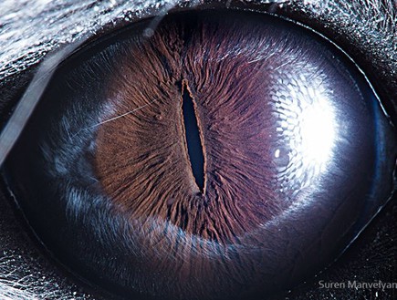 עיניים של חיות - צ'ינצ'ילה (צילום: dailymail.co.uk)