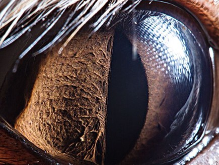 עיניים של חיות - פנק (צילום: dailymail.co.uk)