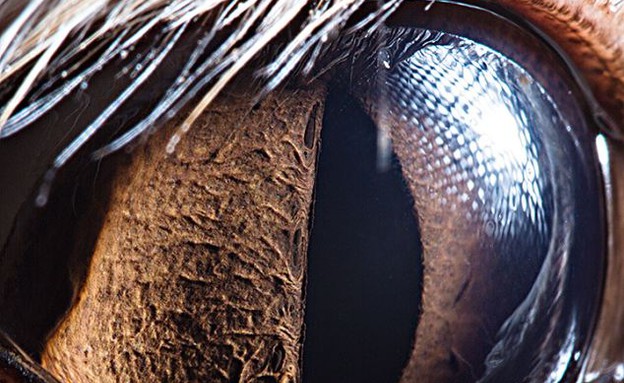 עיניים של חיות - פנק (צילום: dailymail.co.uk)