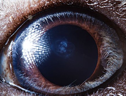 עיניים של חיות - שרקן (צילום: dailymail.co.uk)