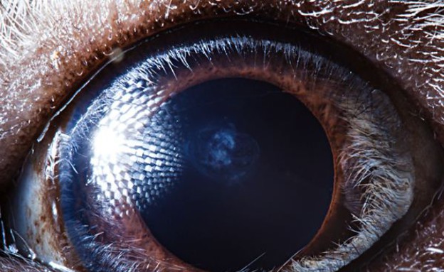 עיניים של חיות - שרקן (צילום: dailymail.co.uk)