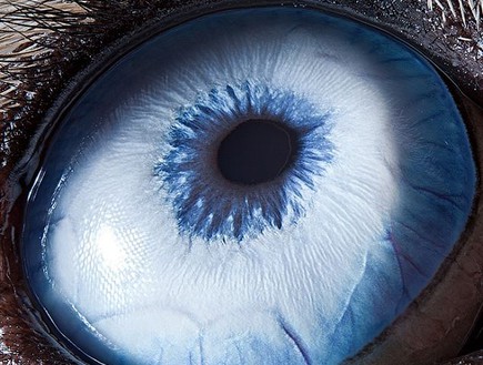 עיניים של חיות - כלב האסקי (צילום: dailymail.co.uk)