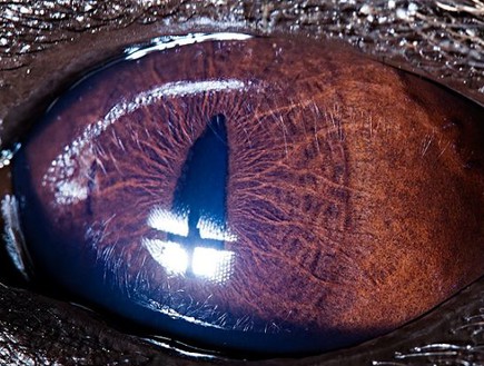 עיניים של חיות - צבוע (צילום: dailymail.co.uk)