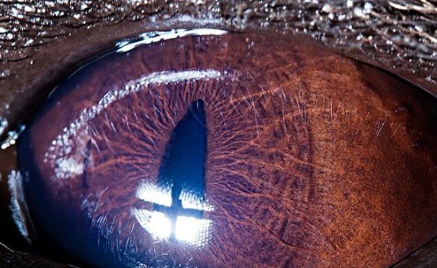 עיניים של חיות - צבוע (צילום: dailymail.co.uk)