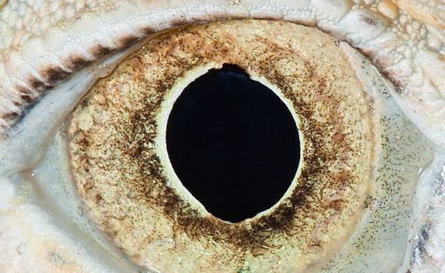 עיניים של חיות - איגואנה (צילום: dailymail.co.uk)