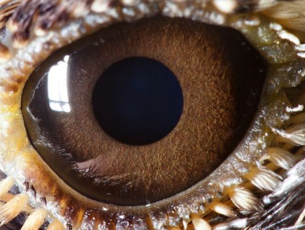 עיניים של חיות - עפרוני (צילום: dailymail.co.uk)