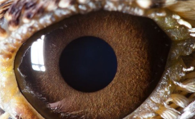 עיניים של חיות - עפרוני (צילום: dailymail.co.uk)
