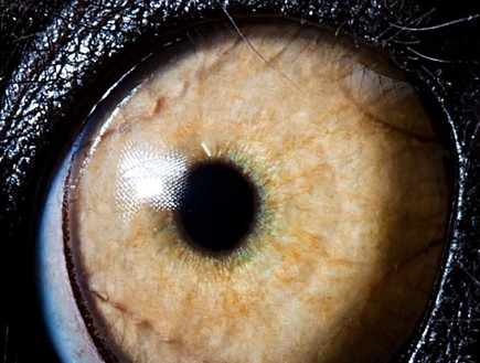 עיניים של חיות - למור (צילום: dailymail.co.uk)