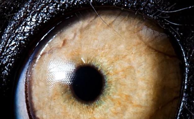 עיניים של חיות - למור (צילום: dailymail.co.uk)