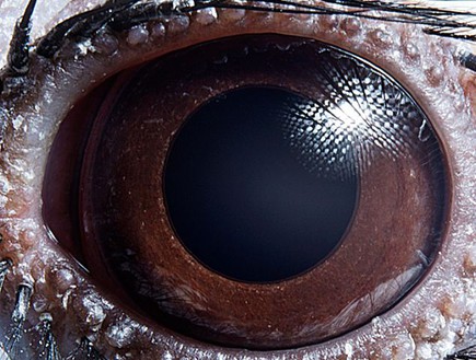 עיניים של חיות - ציפור טוקוס (צילום: dailymail.co.uk)