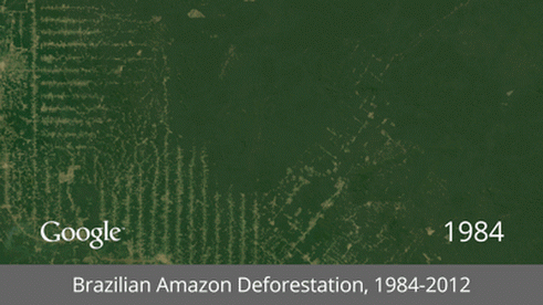 כריתת יערות באמזונס