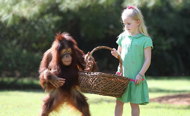 חברות אמיצה בין ילדה בת 6 וקוף