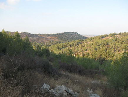 יער חורשים (צילום: Ori~, Wikipedia, ויקיפדיה)