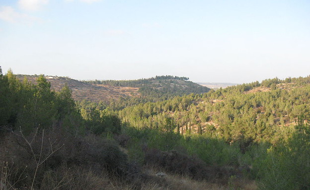 יער חורשים (צילום: Ori~, Wikipedia, ויקיפדיה)