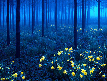 היער השחור, גרמניה, האלבום (צילום: : andy linden)