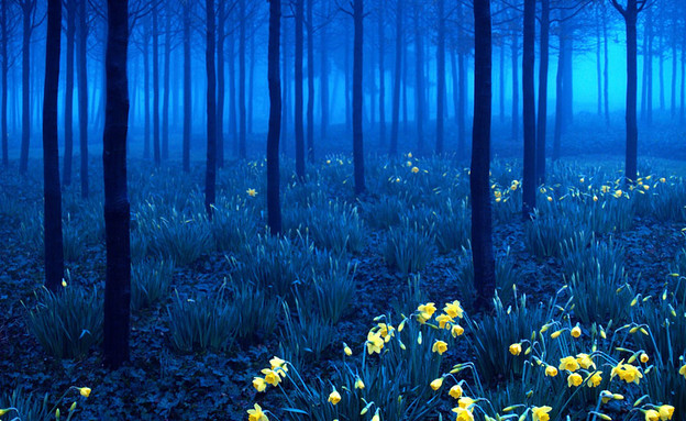 היער השחור, גרמניה, האלבום (צילום: : andy linden)