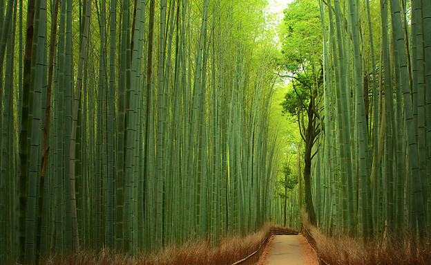 יער במבוק, סין, האלבום (צילום: Yuya Horikawa | Tomoaki Kabe)