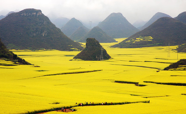 שדה צהוב, סין, האלבום (צילום: +Lanzi)