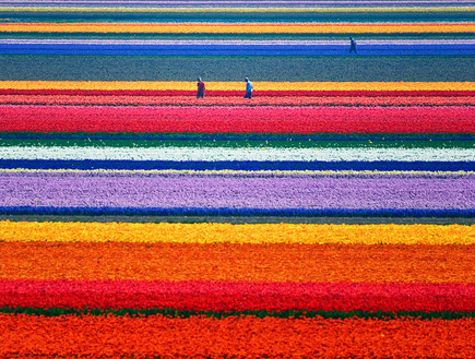 שדות צבעוני, הולנד, האלבום (צילום: nicole_denise)