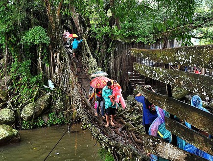 גשר שורשים טבעי באינדונזיה שנבנה במשך 26 שנה
