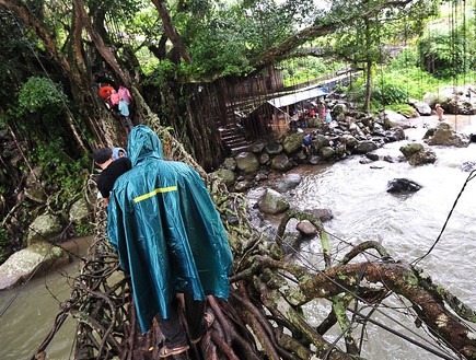 גשר שורשים טבעי באינדונזיה שנבנה במשך 26 שנה