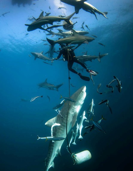 להקת כרישים בבולמוס אכילה מול חופי דרום אפריקה (צילום: ריינר שימפפ)