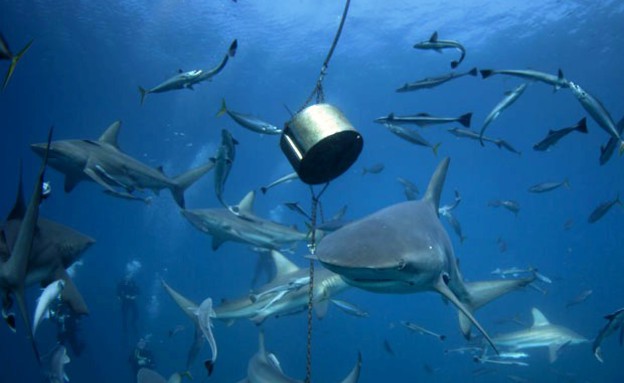 להקת כרישים בבולמוס אכילה מול חופי דרום אפריקה (צילום: ריינר שימפפ)