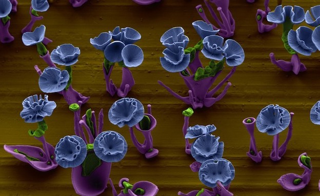 הפרחים המיקרוסקופיים של וים ל. נורדווין (צילום: vice.com)