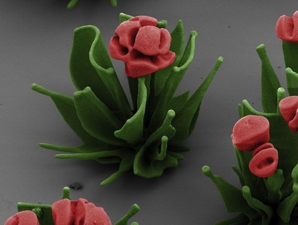 הפרחים המיקרוסקופיים של וים ל. נורדווין (צילום: vice.com)