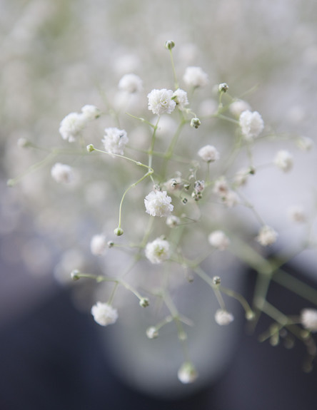 לימור מעוז אביב, פרחים לבנים (צילום: הגר דופלט)