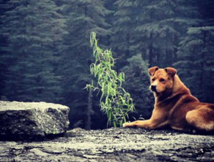 נוף פראי - כלב ברקע הרים
