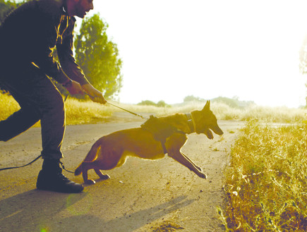 גורי כלבים בחיל האוויר (צילום: תם ביקלס, עיתון 