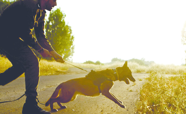גורי כלבים בחיל האוויר (צילום: תם ביקלס, עיתון "במחנה")