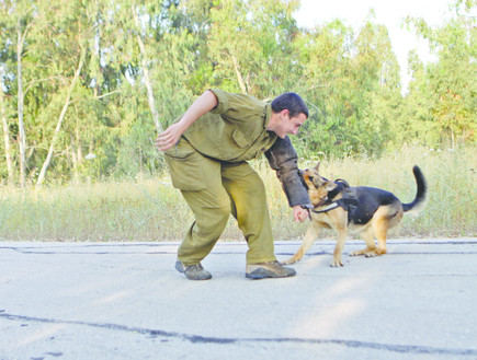 כלבי עבודה בחיל האוויר (צילום: תם ביקלס, עיתון 