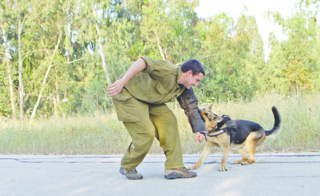 כלבי עבודה בחיל האוויר (צילום: תם ביקלס, עיתון "במחנה")
