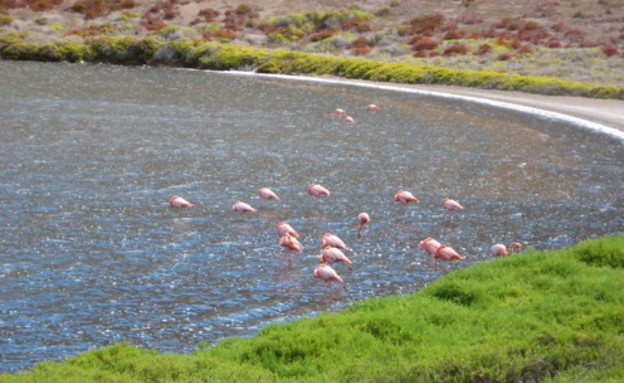 פלמינגו, ביינברידג'