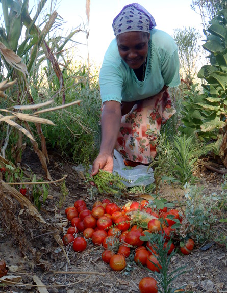 עגבניות בגניה הקהילתית שבועת אדמה