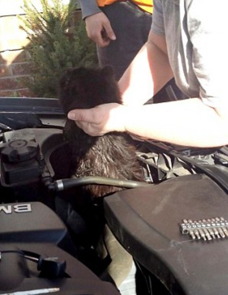 פרינסס החתולה שנתקעה במנוע (צילום: dailymail.co.uk)