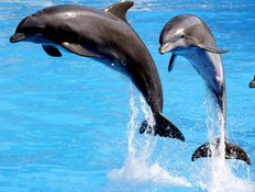 דולפינים יוכרו כאושיות לא אנושיות