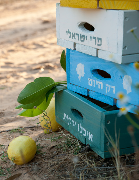 דנה ישראלי, ארגזי פירות (צילום: דנה ישראלי)