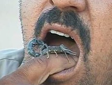 העיראקי שמכור לאכילת עקרבים