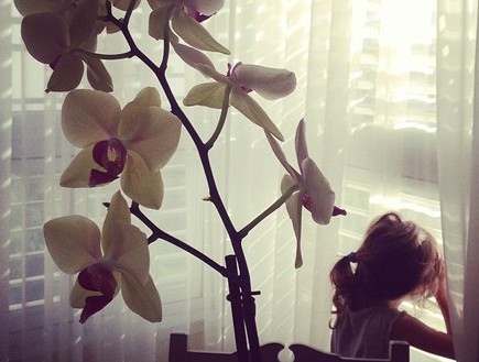 אסי כהן פרחים מול החלון (צילום: אסי כהן)
