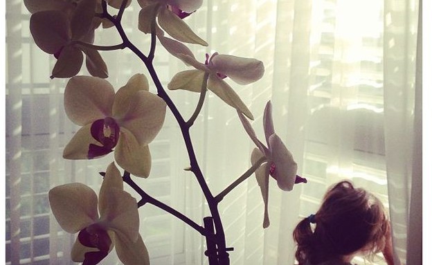 אסי כהן פרחים מול החלון (צילום: אסי כהן)