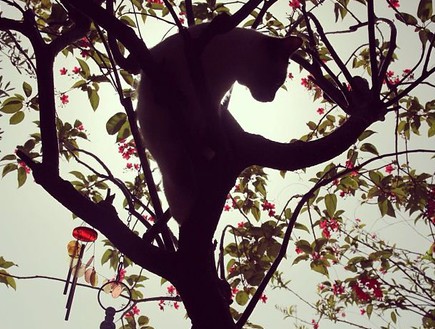 אסי כהן חתול על עץ (צילום: אסי כהן)