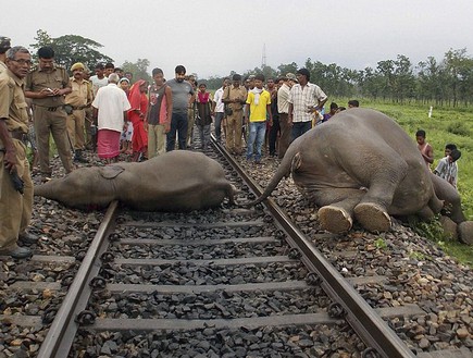 הרכבת דרסה ארבעה פילים